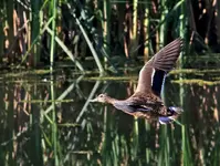 DUCK.webp