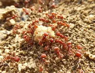 ants.webp