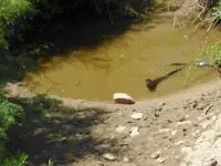 otter e.webp