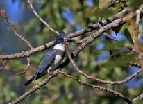 008KF1.webp