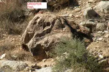 CREEPER OWL.webp
