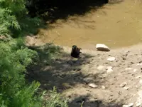 otter f.webp