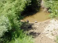 otter g.webp