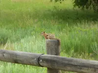 ouray 072616 2.webp