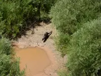 otter 3.webp