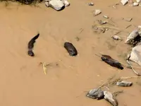 otter 4.webp