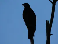 K1600_DSCN3993.webp