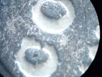 glued theory 74 cc 001.webp