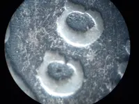 glued theory 74 cc 002.webp
