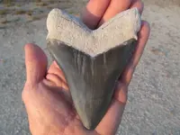 CARCHARODON MEGALODON 001 (5).webp