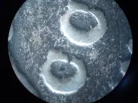 glued theory 74 cc 003.webp