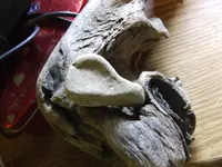 DSCF1074.webp