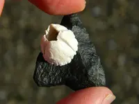 DSCN6638.webp