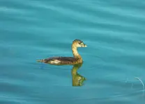 bird that dives.webp