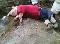 192hrtxmetfl6jpg.webp