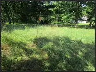 RED OAK 6694.webp