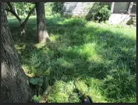 RED OAK HOT 1.webp