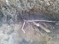 BlackSand4.webp
