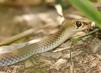 whip snake.webp