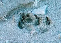 unmnown track.webp