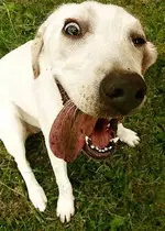 dog.webp