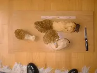morel3.webp
