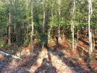 The SurroundingThickHolly.webp The SurroundingThickHolly.webp