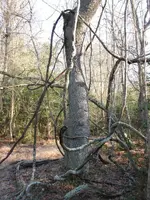 Vines.webp Vines.webp