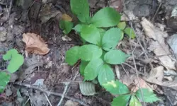 Ginseng hunt 17.webp