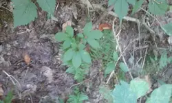 Ginseng hunt 12.webp