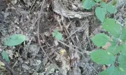 Ginseng hunt 11.webp