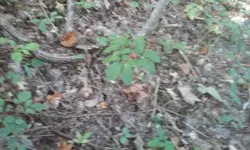 Ginseng hunt 10.webp