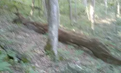 Ginseng hunt 1.webp