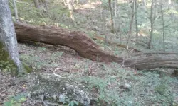 Ginseng hunt 3.webp