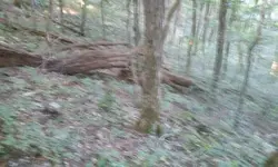 Ginseng hunt 4.webp