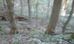 Ginseng hunt 5.webp