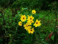 DSCN9561.webp