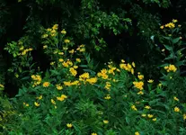 DSCN9563.webp DSCN9563.webp