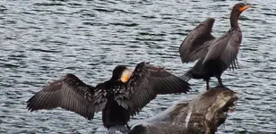 DSCN9608.webp