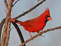Cardinal, Northern Ash 2011.webp