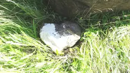lightened heart.webp