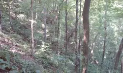 Ginseng hunt 16.webp