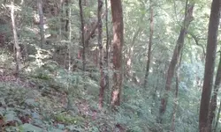 Ginseng hunt 15.webp