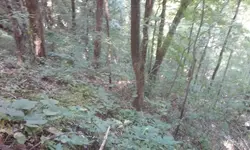 Ginseng hunt 14.webp