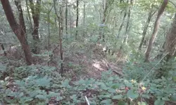 Ginseng hunt 13.webp