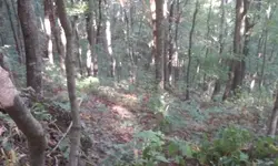 Ginseng hunt 9.webp