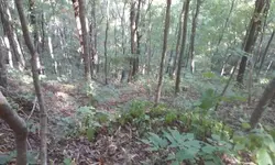 Ginseng hunt 8.webp
