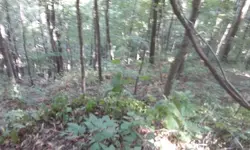 Ginseng hunt 7.webp