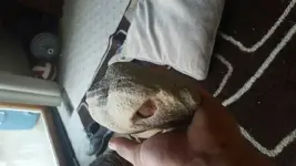 1471911893561.webp