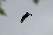 IMG_5391.webp IMG_5391.webp